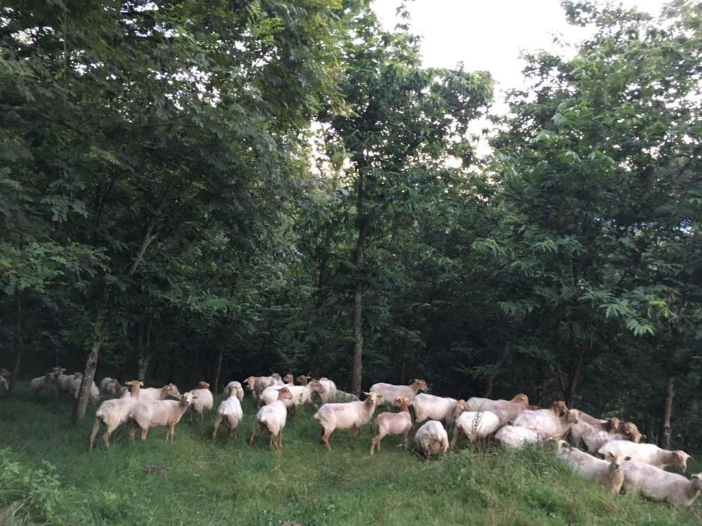 Agroturismo Erlete Goikoa -Estamos En El Camino De Santiago -We Are On The Camino De Santiago Деба Екстер'єр фото